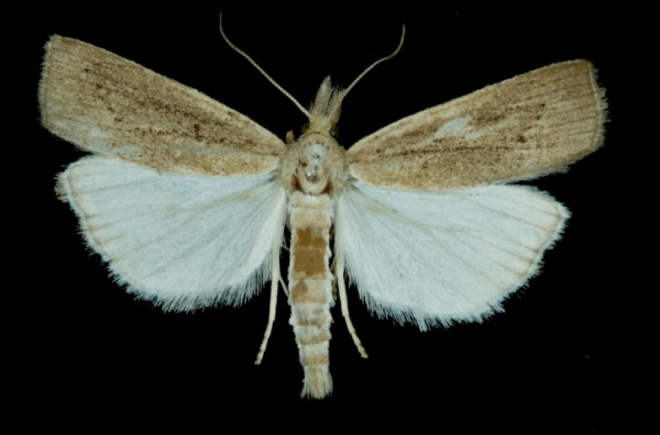 Calamotropha paludella Calamotropha paludella