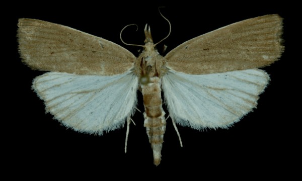 Calamotropha paludella Calamotropha paludella