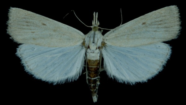 Calamotropha paludella