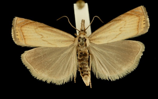 Chrysoteuchia culmella Chrysoteuchia culmella