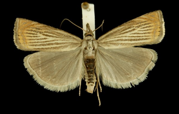 Chrysoteuchia culmella Chrysoteuchia culmella
