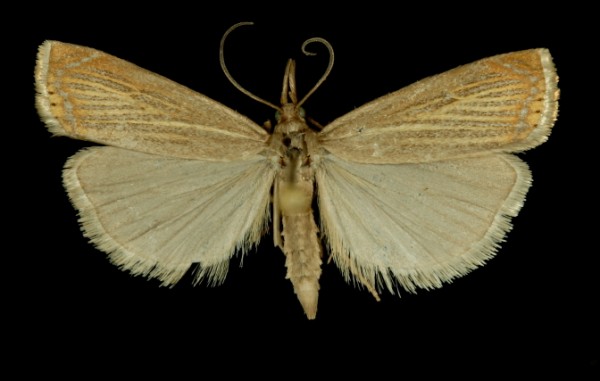 Chrysoteuchia culmella