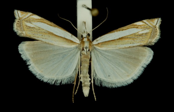 Crambus pascuella Crambus pascuella