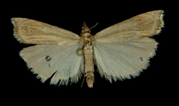 Crambus pascuella Crambus pascuella