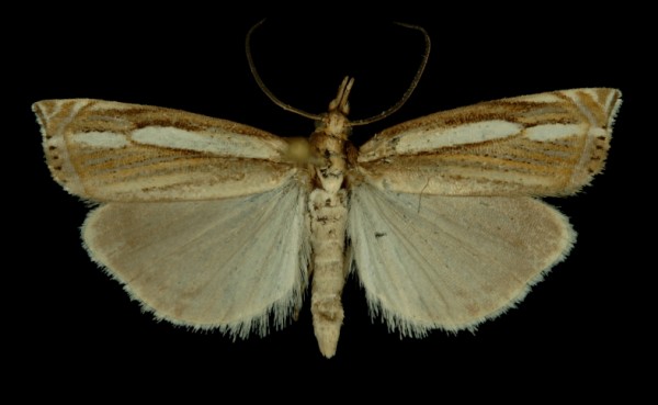 Crambus silvella Crambus silvella
