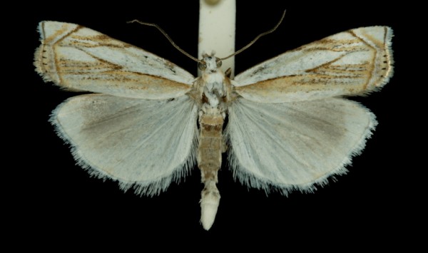 Crambus uliginosellus Crambus uliginosellus