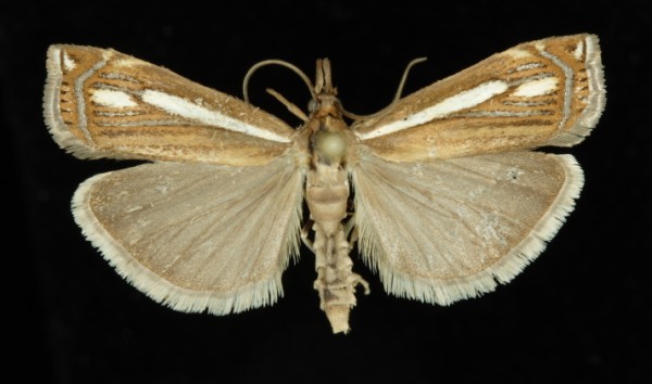 Crambus ericella Crambus ericella