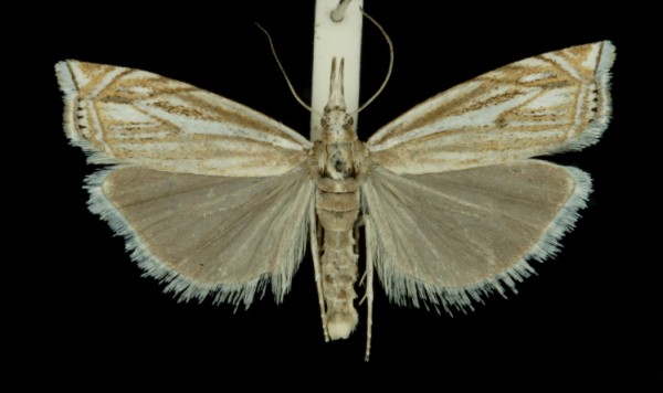 Crambus lathoniellus Crambus lathoniellus