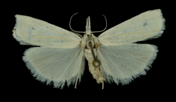 Crambus lathoniellus Crambus lathoniellus