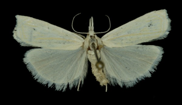 Crambus lathoniellus