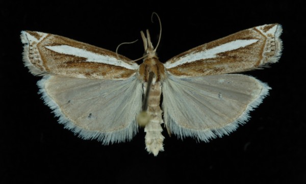 Crambus hamella Crambus hamella