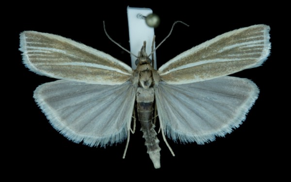 Crambus perlella Crambus perlella
