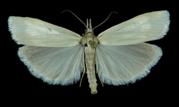 Crambus perlella Crambus perlella