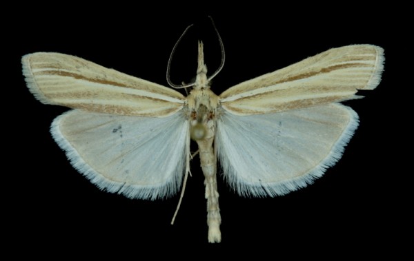 Agriphila deliella Agriphila deliella