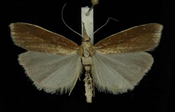 Agriphila tristella Agriphila tristella