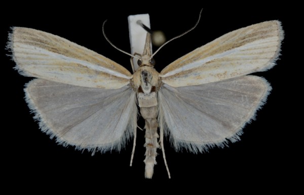 Agriphila tristella Agriphila tristella