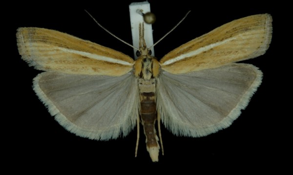 Agriphila tristella