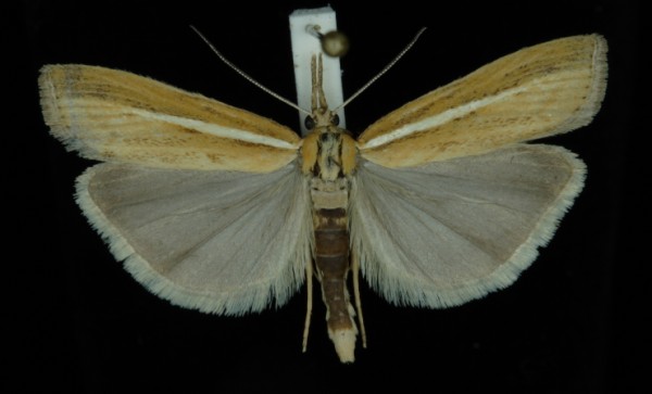 Agriphila tristella