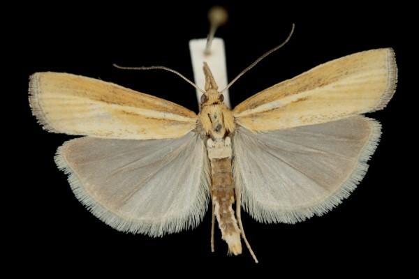 Agriphila tristella