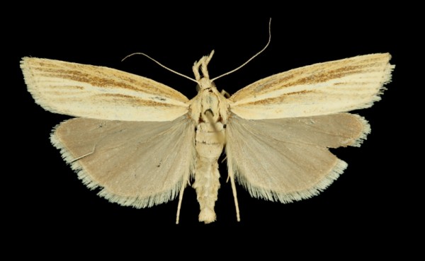 Agriphila tristella