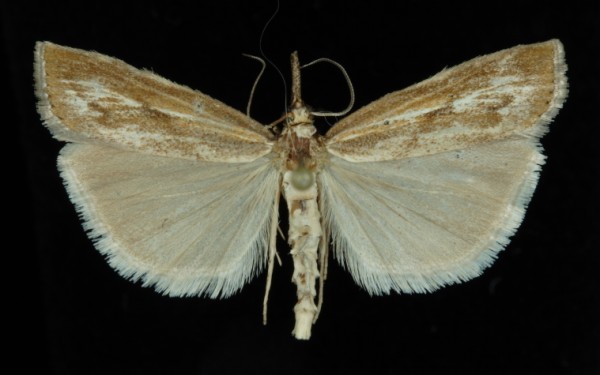 Agriphila inquinatella Agriphila inquinatella
