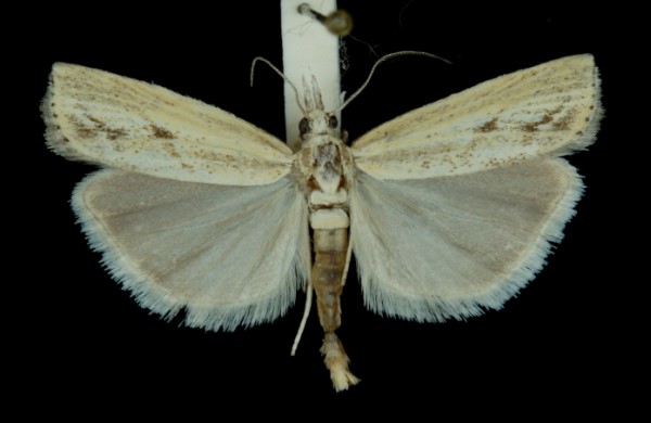 Agriphila inquinatella