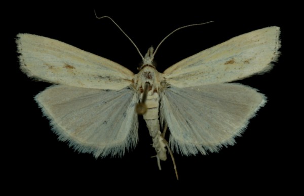 Agriphila inquinatella