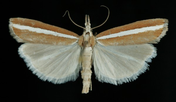 Agriphila latistria Agriphila latistria