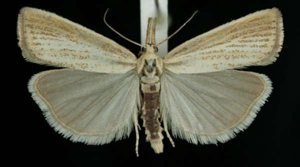 Agriphila straminella Agriphila straminella