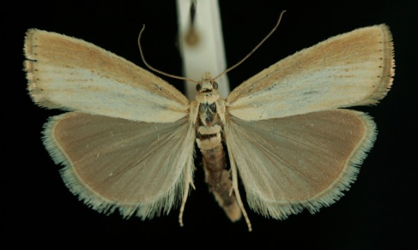 Agriphila straminella Agriphila straminella