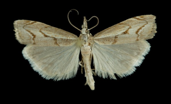 Agriphila geniculea Agriphila geniculea