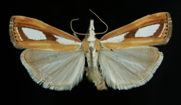 Catoptria permutatella Catoptria permutatella