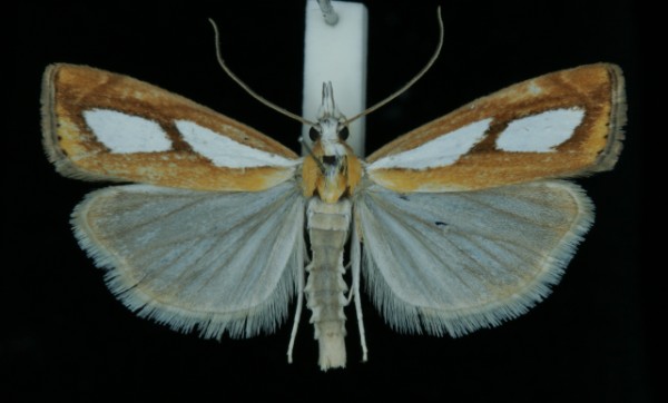 Catoptria pinella Catoptria pinella