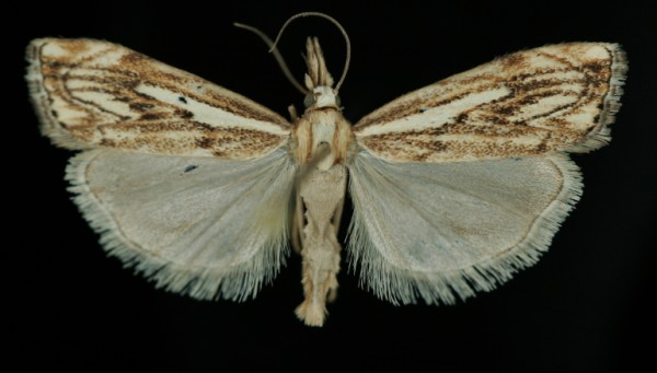 Catoptria falsella Catoptria falsella