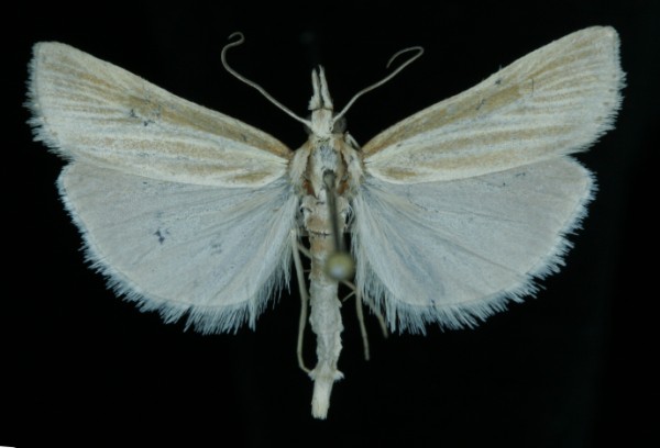 Catoptria lythargyrella Catoptria lythargyrella