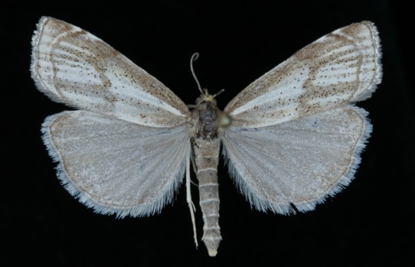 Thisanotia chrysonuchella