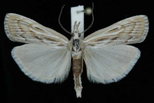Pediasia fascelinella Pediasia fascelinella