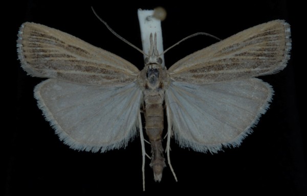Pediasia fascelinella Pediasia fascelinella