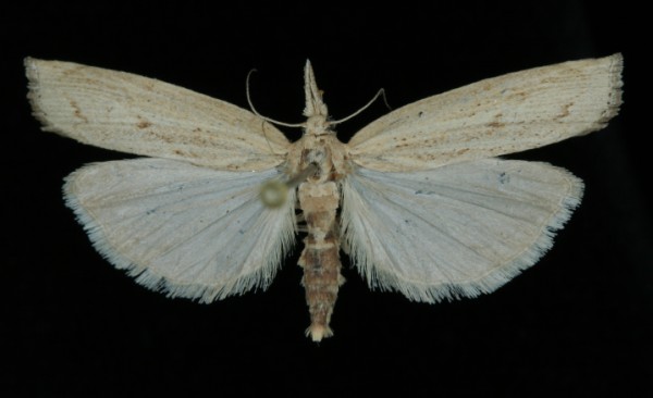Pediasia contaminella Pediasia contaminella