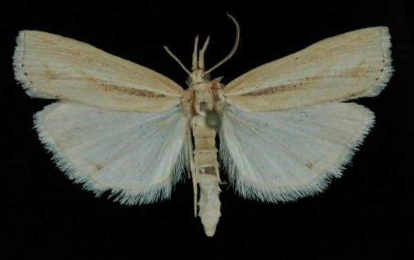 Pediasia aridella Pediasia aridella