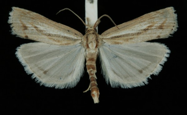 Pediasia aridella Pediasia aridella