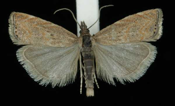 Platytes cerussella Platytes cerussella