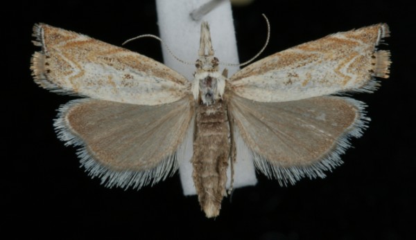 Platytes cerussella Platytes cerussella