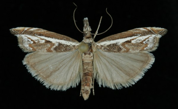 Platytes alpinella Platytes alpinella