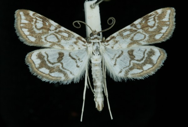 Elophila nymphaeata Elophila nymphaeata