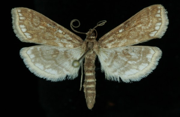 Elophila nymphaeata Elophila nymphaeata