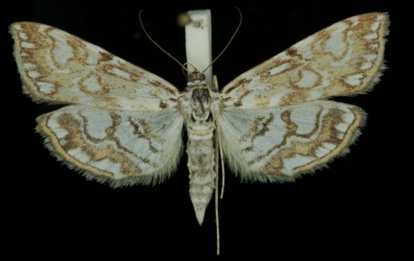 Elophila nymphaeata Elophila nymphaeata