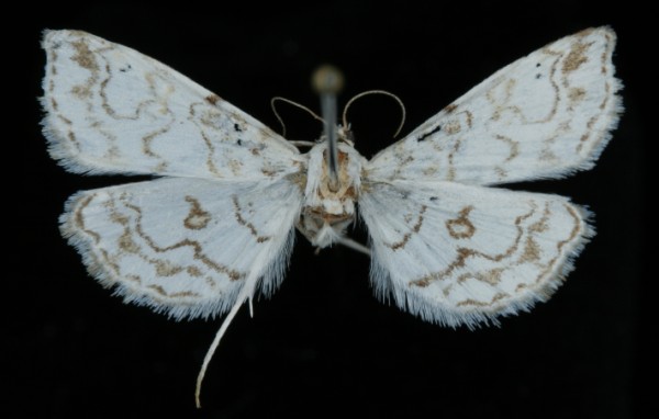 Elophila rivulalis Elophila rivulalis
