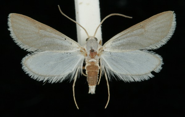 Acentria ephemerella Acentria ephemerella