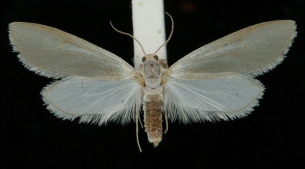 Acentria ephemerella Acentria ephemerella